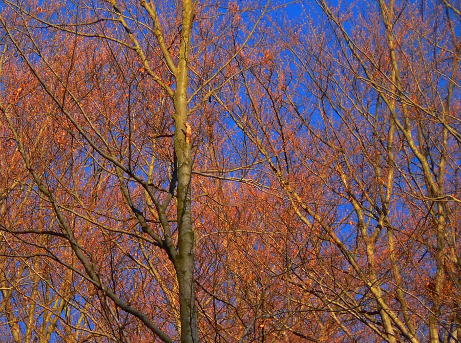 panosina-na-klaciansku-maguru-oklukou