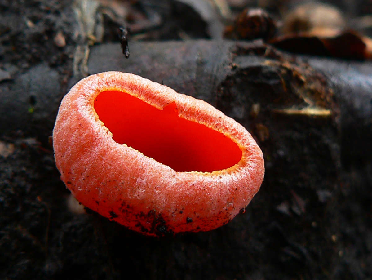 lipska-fatra-z-vychodu-na-zapad