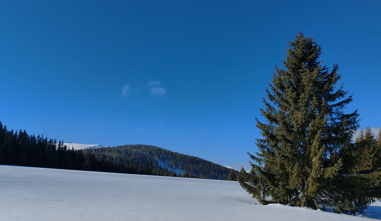 Na lúkach pred Smrečinským sedlom, vpredu vykukuje Kráľova hoľa. Na_lúkach_pred_Smrečinským_sedlom,_vpredu_vykukuje_Kráľova_hoľa.