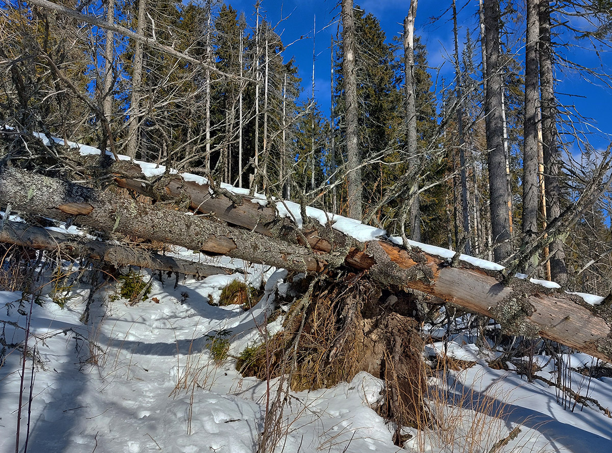 Potom chodník začína kľučkovať zaujímavými zákutiami :-) Potom_chodník_začína_kľučkovať_zaujímavými_zákutiami_:-)
