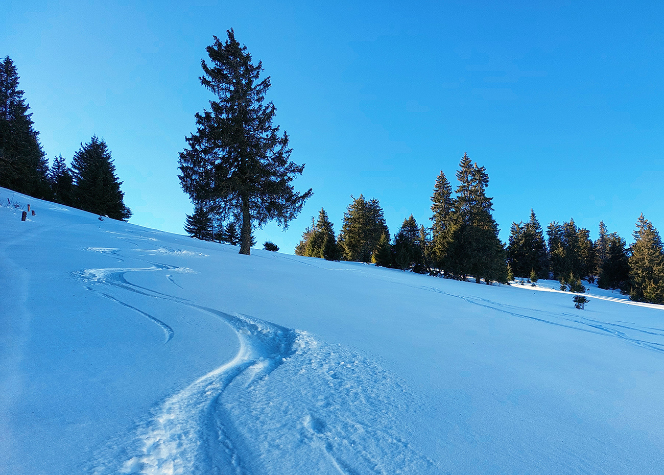 posledny-prasok-pod-l�iprunom-