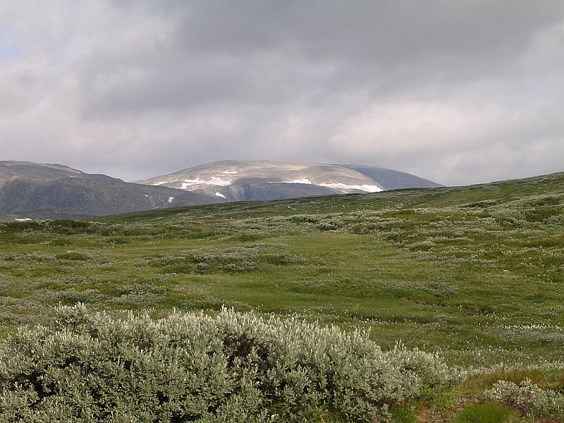 norsko-prestholtskarvet